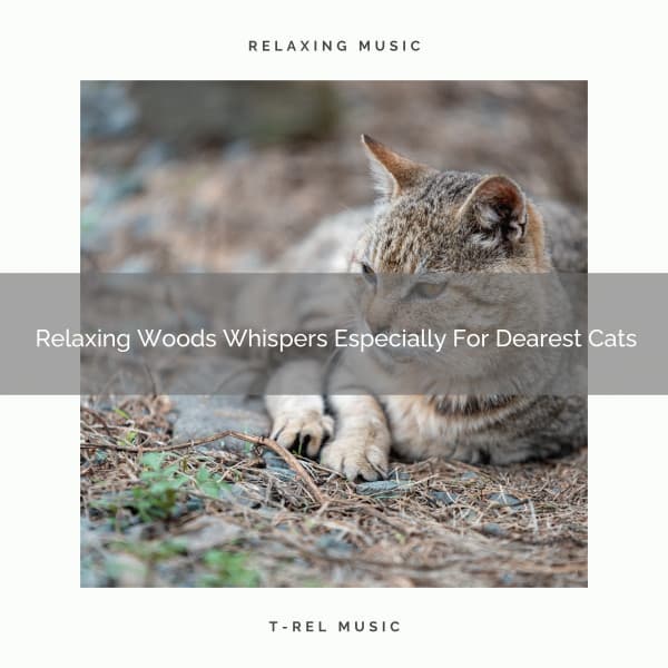 Relaxing Woods Whispers Especially For Dearest Cats - Pets Relax