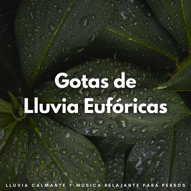 Gotas De Lluvia Eufóricas: Lluvia Calmante Y Música Relajante Para Perros - Llovido