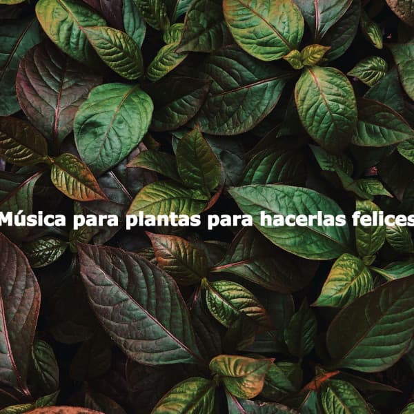 Música para plantas para hacerlas felices - Coffee & Chill Background Music