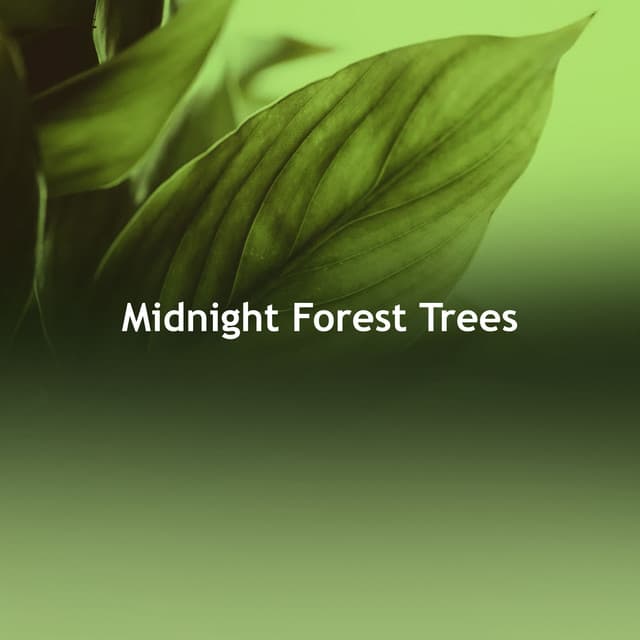 Midnight Forest Trees - Nature Atmospheres