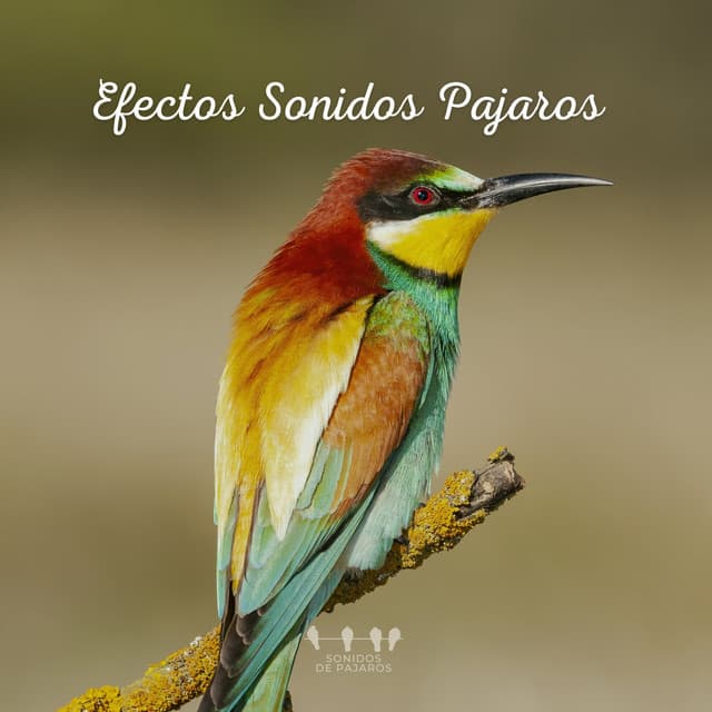Efectos Sonidos Pajaros - Sonidos De Pajaros