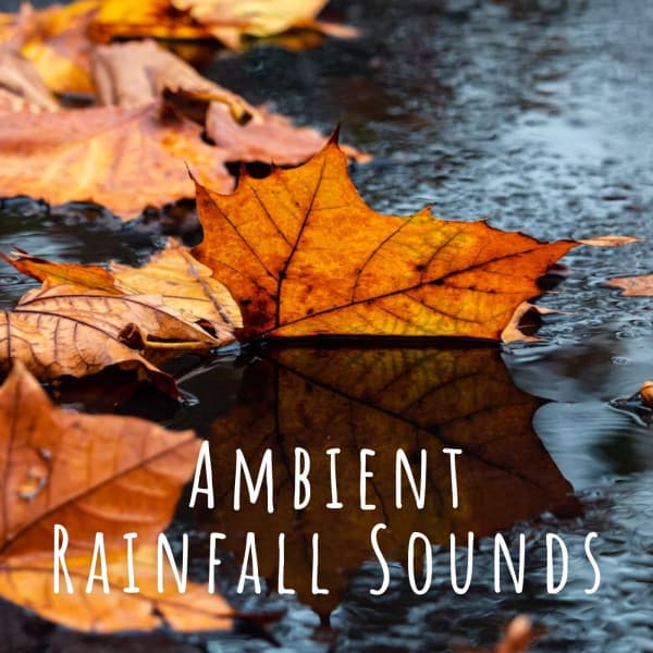 Ambient Rainfall Sounds - Rain is my Life
