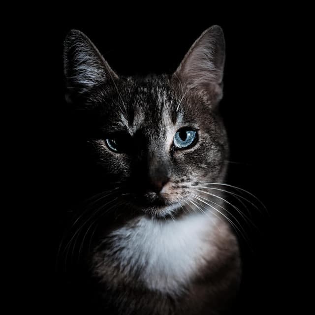 Frecuencias Felinas: Música Para Calmar A Los Gatos - Guru de música tranquila