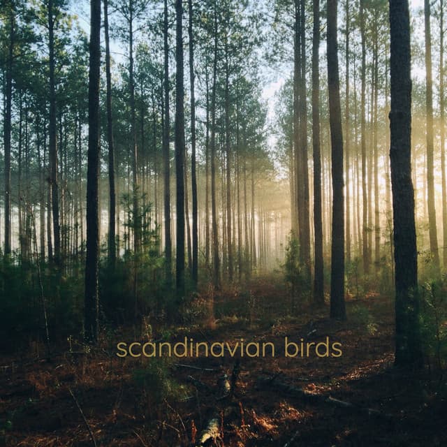 Scandinavian Birds