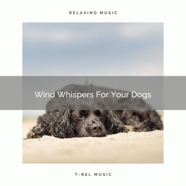 Wind Whispers For Your Dogs - Pets Relax