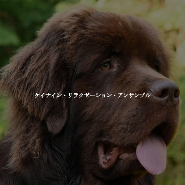 ケイナイン・リラクゼーション・アンサンブル - Bossa Nova Jazz