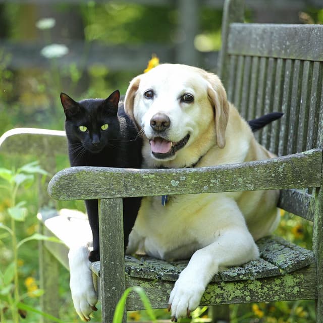 Drizzly Chill Pets: Nature's Rain Sounds for Relaxation - elderflowers