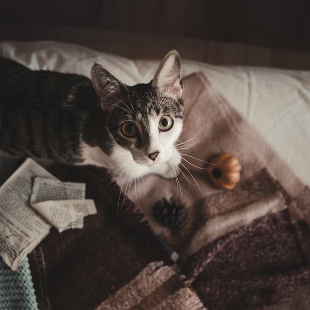 Meditazione calmante per gatti iperattivi: Tecniche comportamentali - Rilassa la musica dei gatti