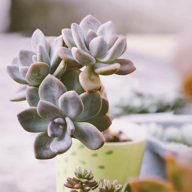 Playing Fetch with My Dog / Relaxation Meditation Music, Yoga at Home - Alpha Brain Waves