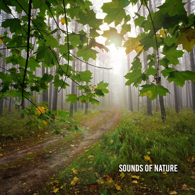 Sounds Of Nature - River Sounds