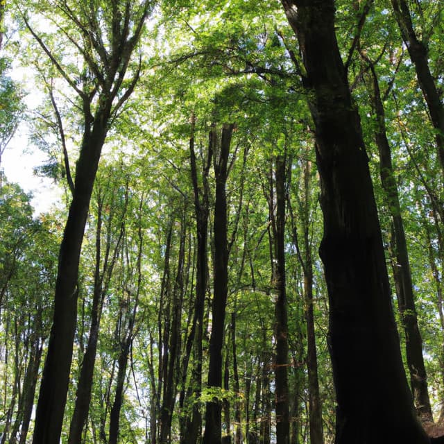 ! ! ! ! Purificar a Mente com o Relaxamento da Floresta2 - Alan Baratieri