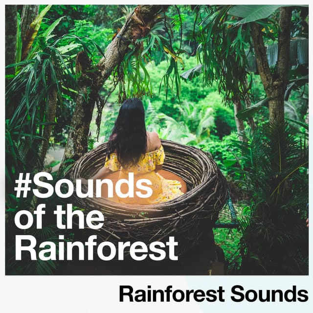 #Sounds of the Rainforest - Rainforest Sounds