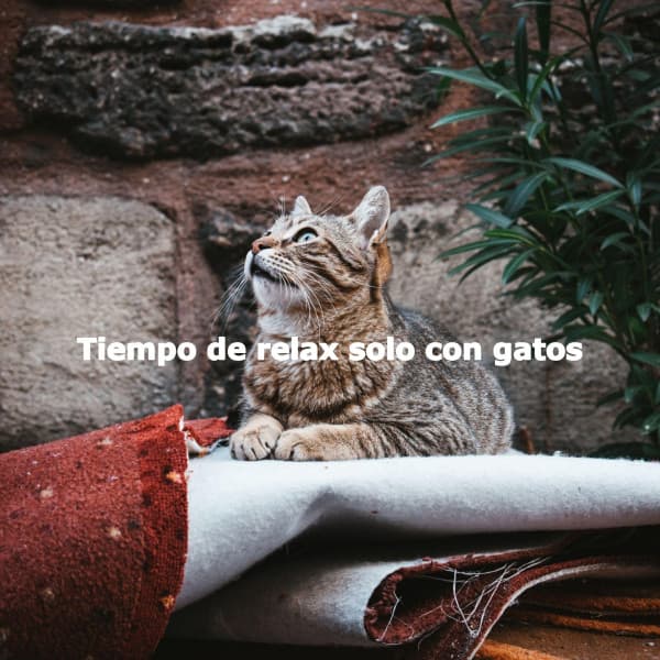 Tiempo de relax solo con gatos - No Words Jazz