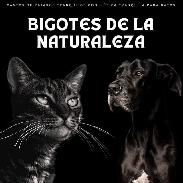 Bigotes De La Naturaleza: Cantos De Pájaros Tranquilos Con Música Tranquila Para Gatos - Pájaros en la mañana