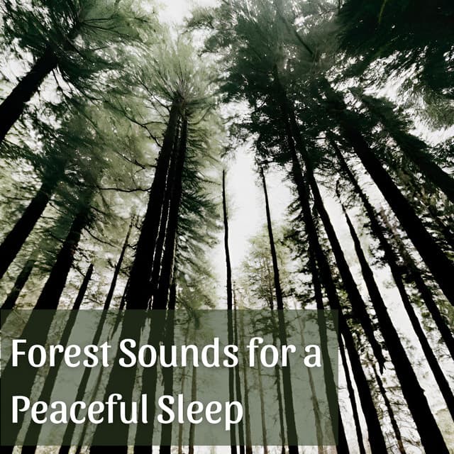 Forest Sounds for a Peaceful Sleep: Celestial Breeze Through the Trees - Forest Hills Music Universe