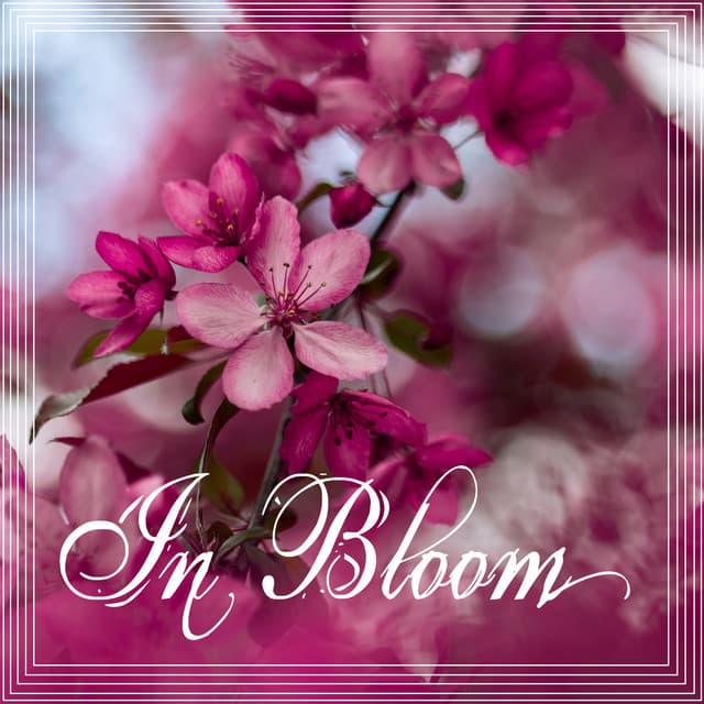 In Bloom - Meditation Relaxation Club