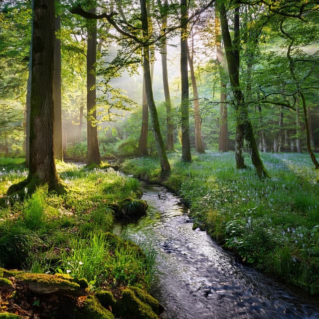 Relajación Armonía: Melodías Relajantes - Cuatro túnicas