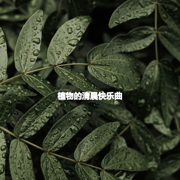 植物的清晨快乐曲 - Musica Tranquilla