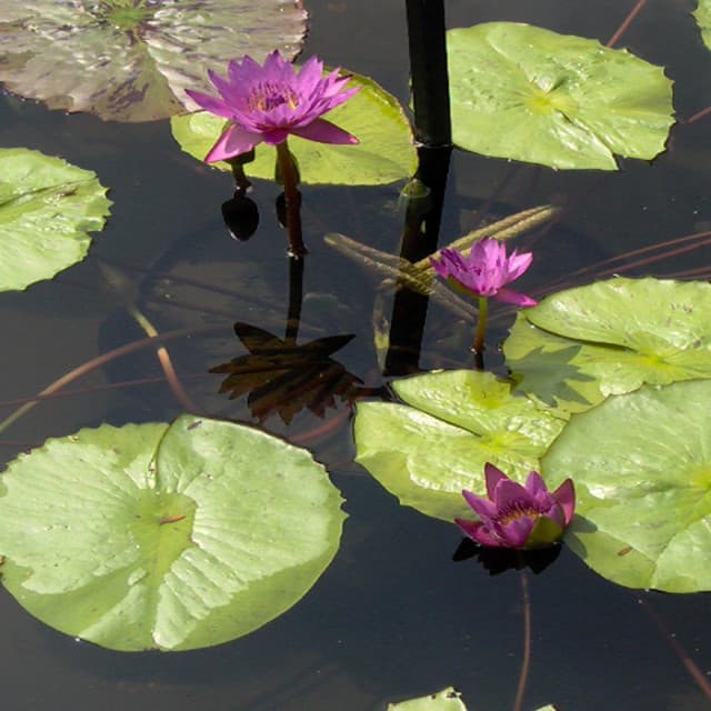 Background Sounds, Vol 28 - Entspannung Ensemble