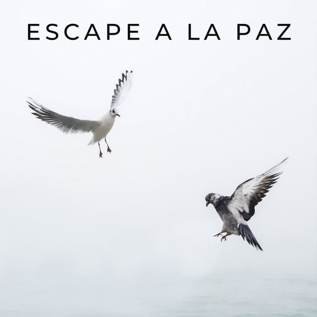 Escape A La Paz - PAZ