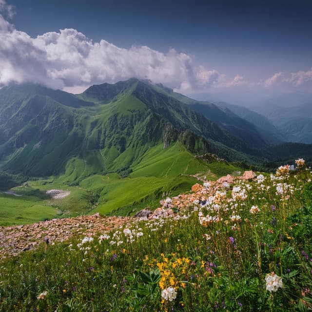 Orquesta De La Sinfonía De La Naturaleza: Armonías Para Reflexiones Serenas - Lee Rosangela
