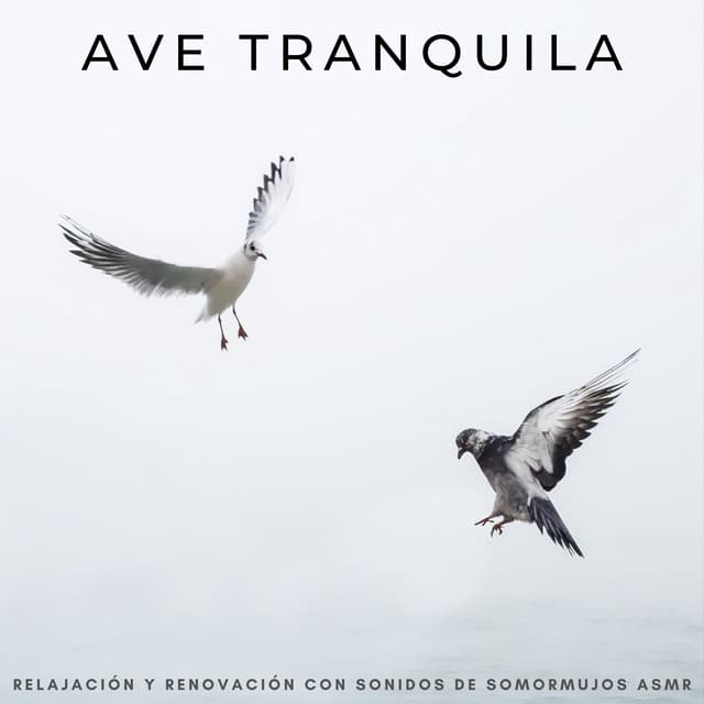 Ave Tranquila: Relajación Y Renovación Con Sonidos De Somormujos Asmr - Sonidos De Pajaros