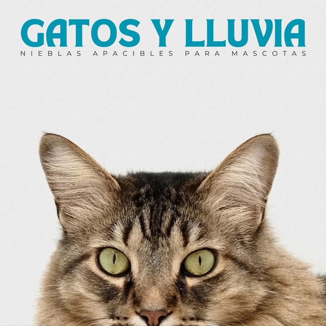 Gatos Y Lluvia: Nieblas Apacibles Para Mascotas - Lluvia Soundzzz Club