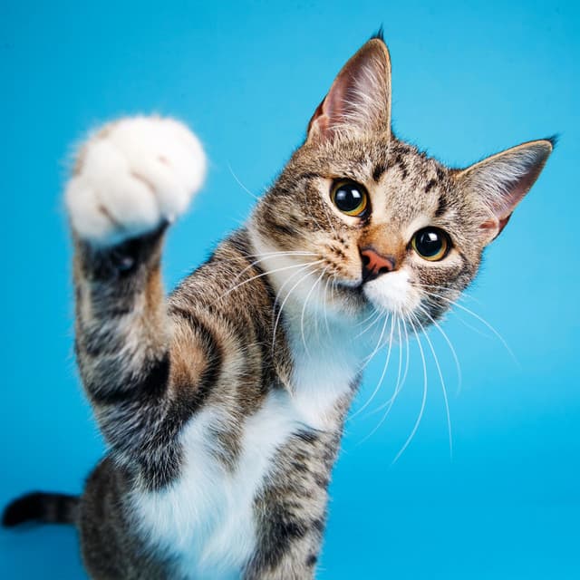 Quiet Paws: Calm Music for Cats - Healing Frequencies