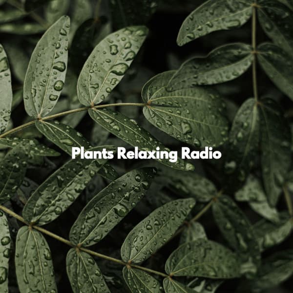 Plants Relaxing Radio - Música para Programar