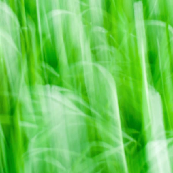 Warm Background for Spring Bliss - Cena Musica Ambiente