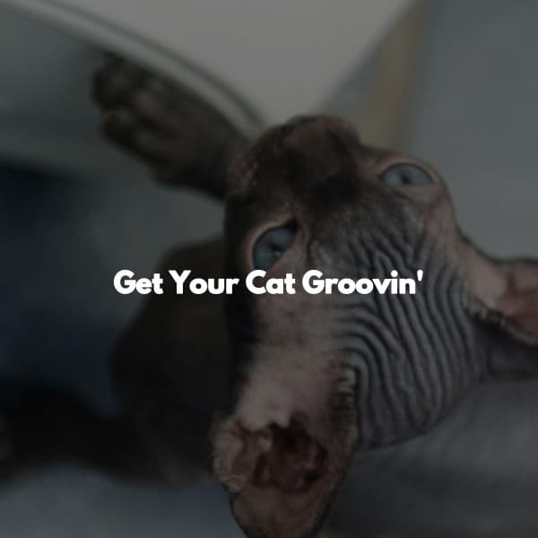 Get Your Cat Groovin' - Feel Good Morning Music