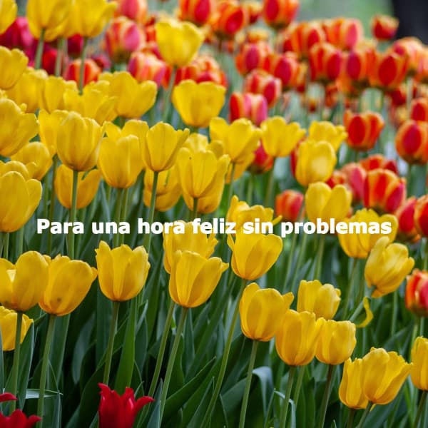 Para una hora feliz sin problemas - Acoustic Study Music Beats