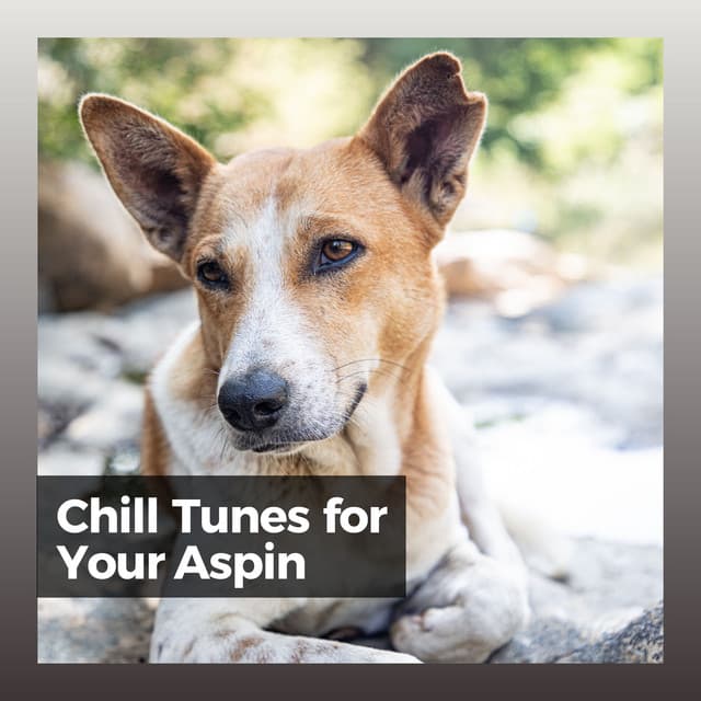 Chill Tunes for Your Aspin - Music for Leaving Dogs Home Alone