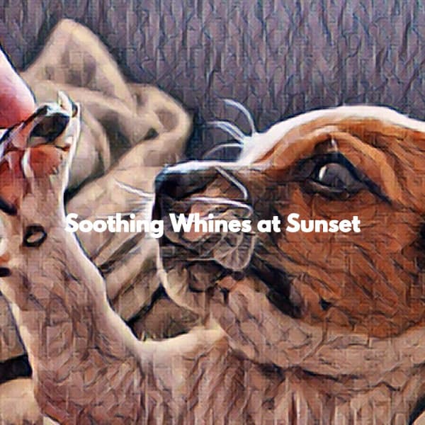 Soothing Whines at Sunset - Jazz for Work