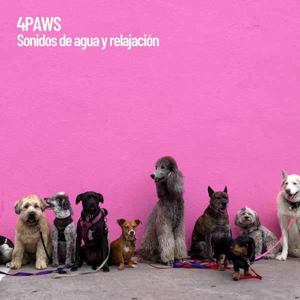 4Paws: Sonidos de agua y relajación - Cat Music