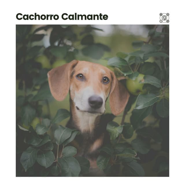 Cachorro Calmante - Música de Cachorro Calmante