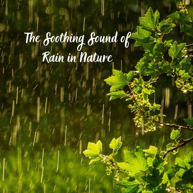 The Soothing Sound of Rain in Nature - Rain Therapy