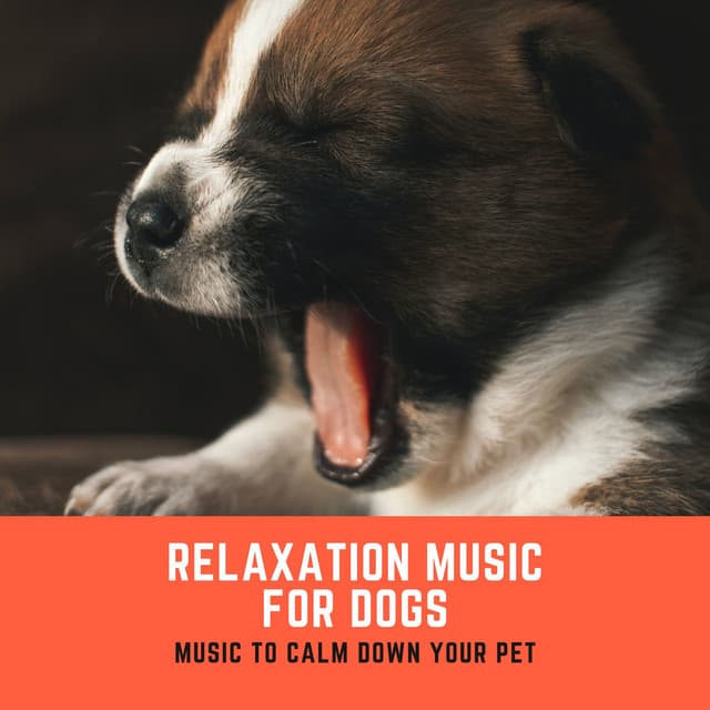 Relaxation Music for Dogs – Music to Calm Down Your Pet - Dog Whisper