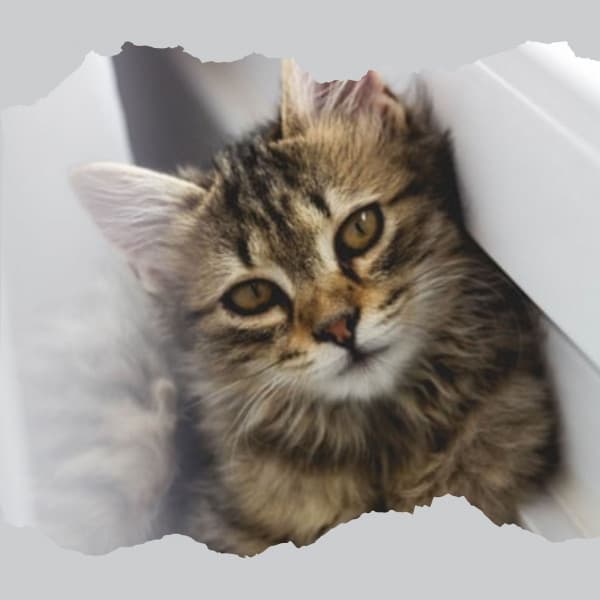 Music for Favorite Kittens - Calm Music for Cats