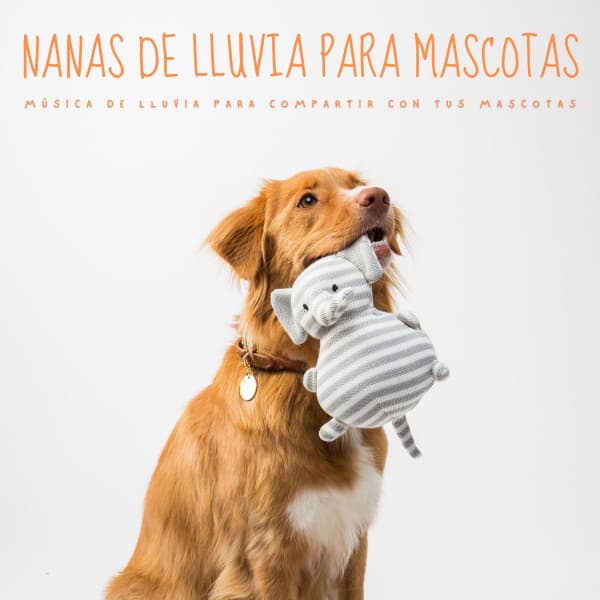 Nanas De Lluvia Para Mascotas: Música De Lluvia Para Compartir Con Tus Mascotas - Mascotas tranquilas