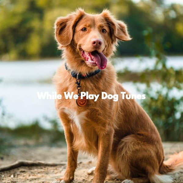 While We Play Dog Tunes - Hotel Music
