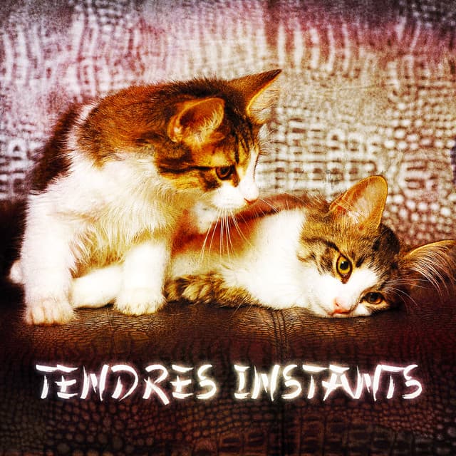Zen & Relaxation: Tendres instants - Zen & Relaxation