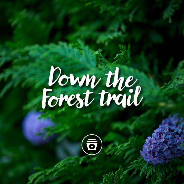 Down The Forest Trail - Zen Sounds