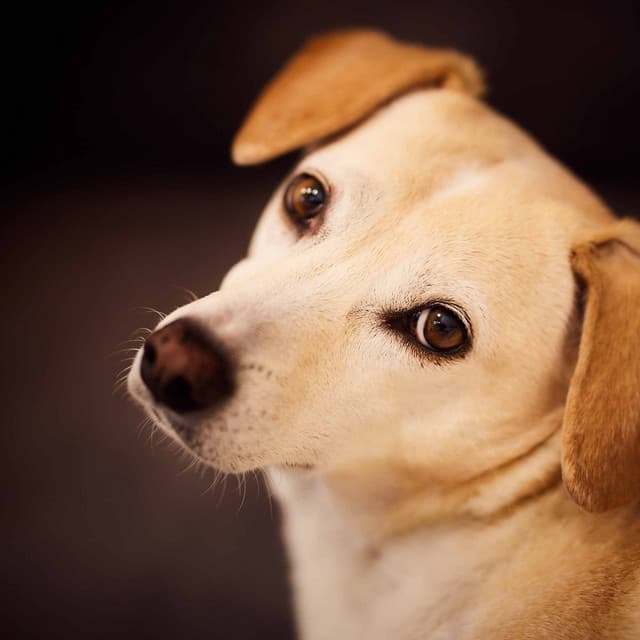 Trio Jazz - Background for Chilled Pooches - Dog Calming Music