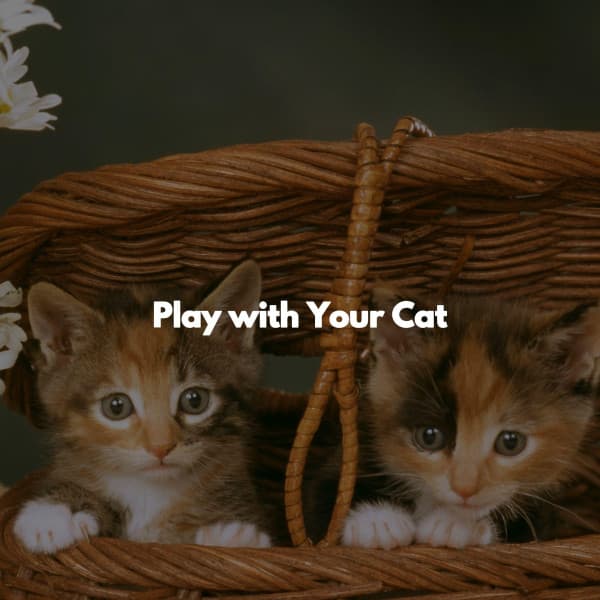 Play with Your Cat - Fine Dining Playlist