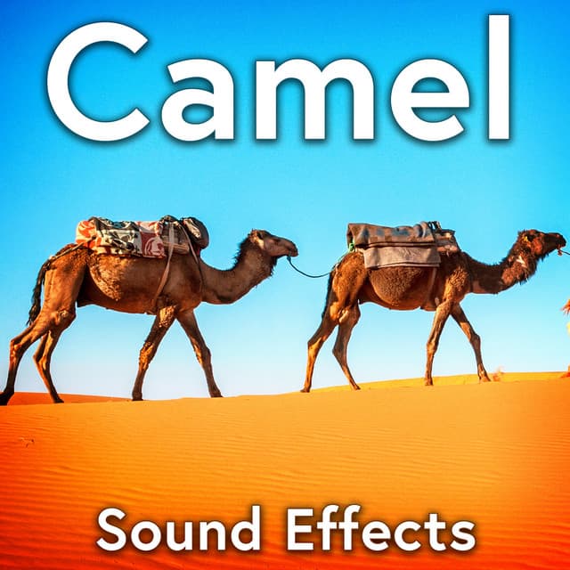 Camel Sound Effects - Sound Ideas