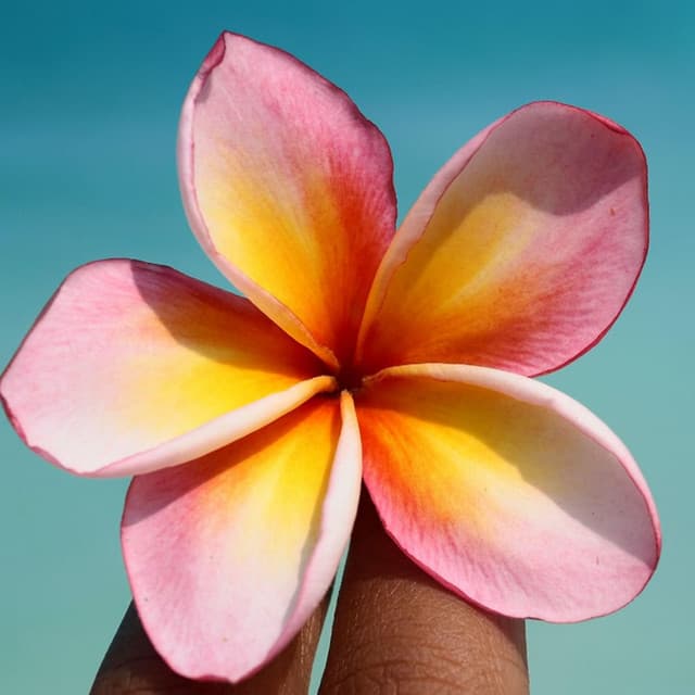 Exotic Tropical Vibes - Kenny Woid