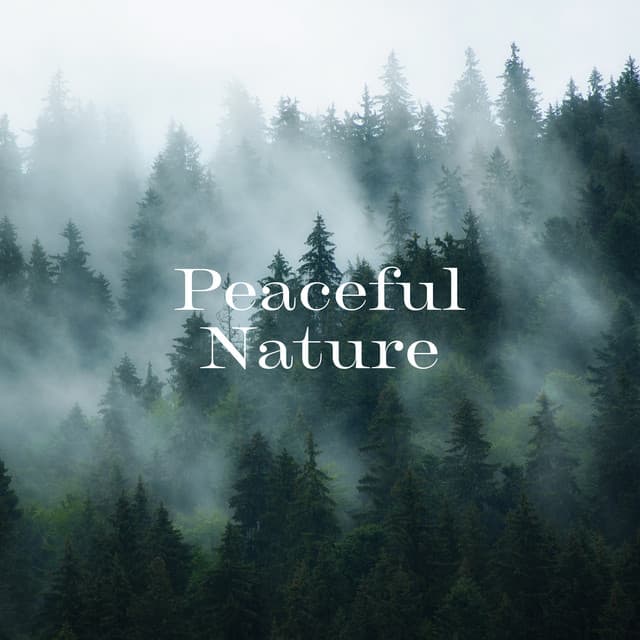 Peaceful Nature: Drift-Off to Sleep with Soothing Birds Chirping - Rain Sounds & Nature Sounds