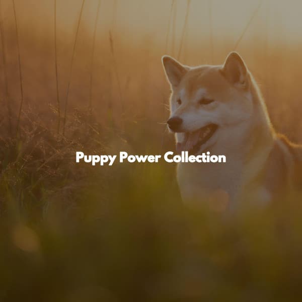 Puppy Power Collection - Tokyo Bebop Jazz Playlist