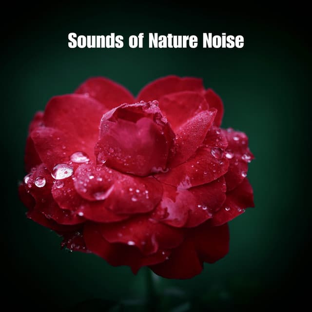 Natures Ancient Haze - Sounds of Nature Noise